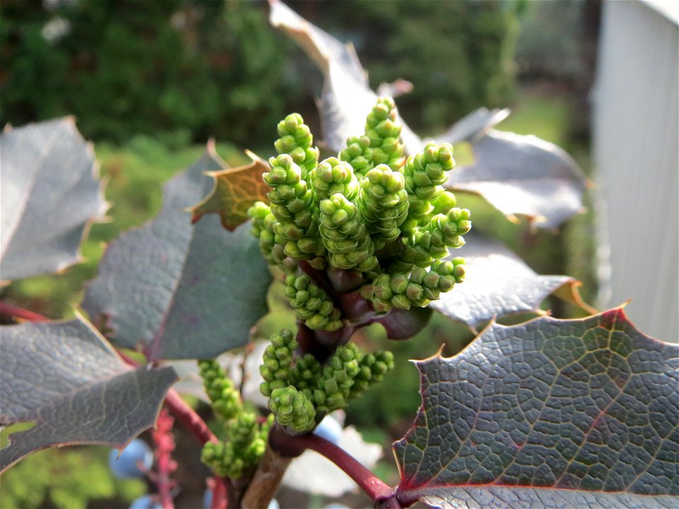 Gewöhnliche Mahonie (Mahonia aquifolium) im Landesgartenschaupark Hockenheim
