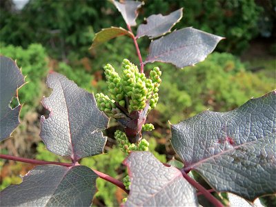 Gewöhnliche Mahonie (Mahonia aquifolium) im Landesgartenschaupark Hockenheim