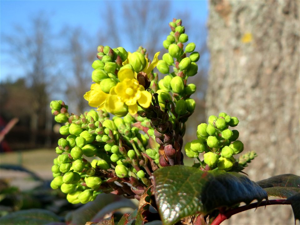 Gewöhnliche Mahonie (Mahonia aquifolium) im Landesgartenschaupark Hockenheim