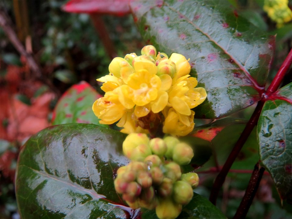 Gewöhnliche Mahonie (Mahonia aquifolium) in Hockenheim