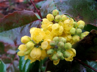 Gewöhnliche Mahonie (Mahonia aquifolium) in Hockenheim