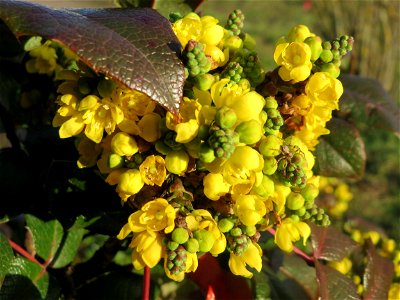 Gewöhnliche Mahonie (Mahonia aquifolium) in Hockenheim