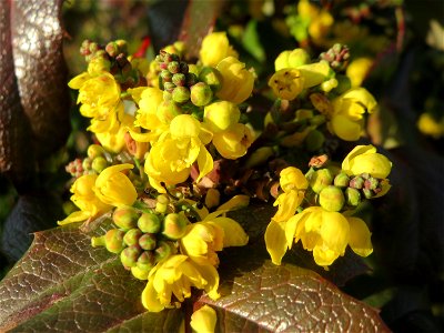 Gewöhnliche Mahonie (Mahonia aquifolium) in Hockenheim