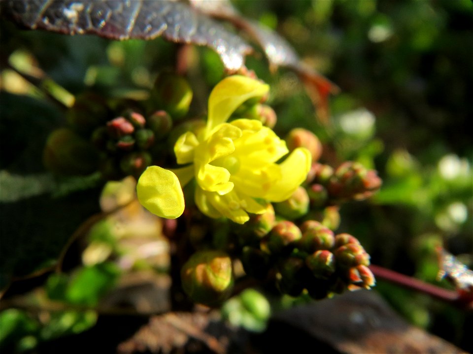 Gewöhnliche Mahonie (Mahonia aquifolium) in Hockenheim