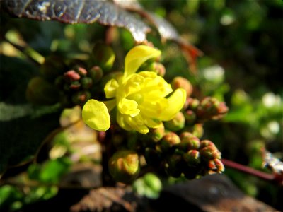 Gewöhnliche Mahonie (Mahonia aquifolium) in Hockenheim