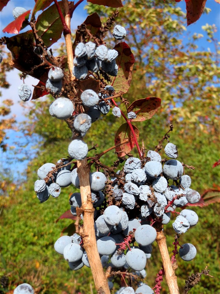 Gewöhnliche Mahonie (Mahonia aquifolium) in Hockenheim