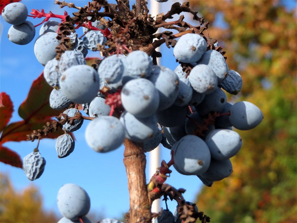 Gewöhnliche Mahonie (Mahonia aquifolium) in Hockenheim