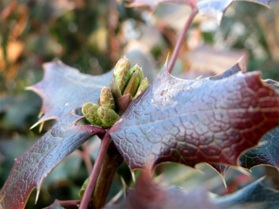 Gewöhnliche Mahonie (Mahonia aquifolium) in Hockenheim