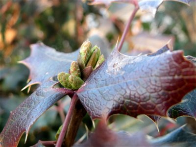 Gewöhnliche Mahonie (Mahonia aquifolium) in Hockenheim