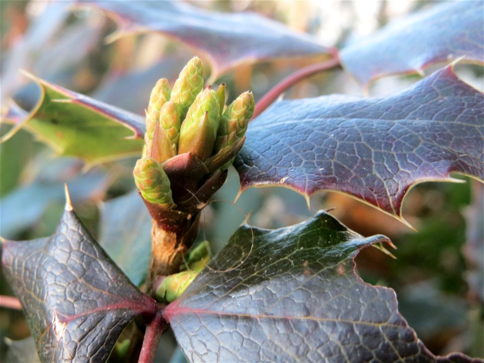 Gewöhnliche Mahonie (Mahonia aquifolium) in Hockenheim