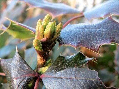 Gewöhnliche Mahonie (Mahonia aquifolium) in Hockenheim