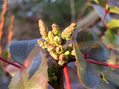 Gewöhnliche Mahonie (Mahonia aquifolium) in Hockenheim - an diesem Standort womöglich verwildert