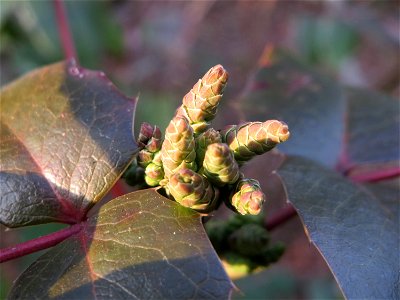 Gewöhnliche Mahonie (Mahonia aquifolium) in Hockenheim - an diesem Standort womöglich verwildert
