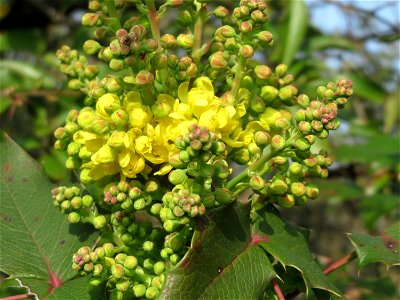 Gewöhnliche Mahonie (Mahonia aquifolium) in Hockenheim