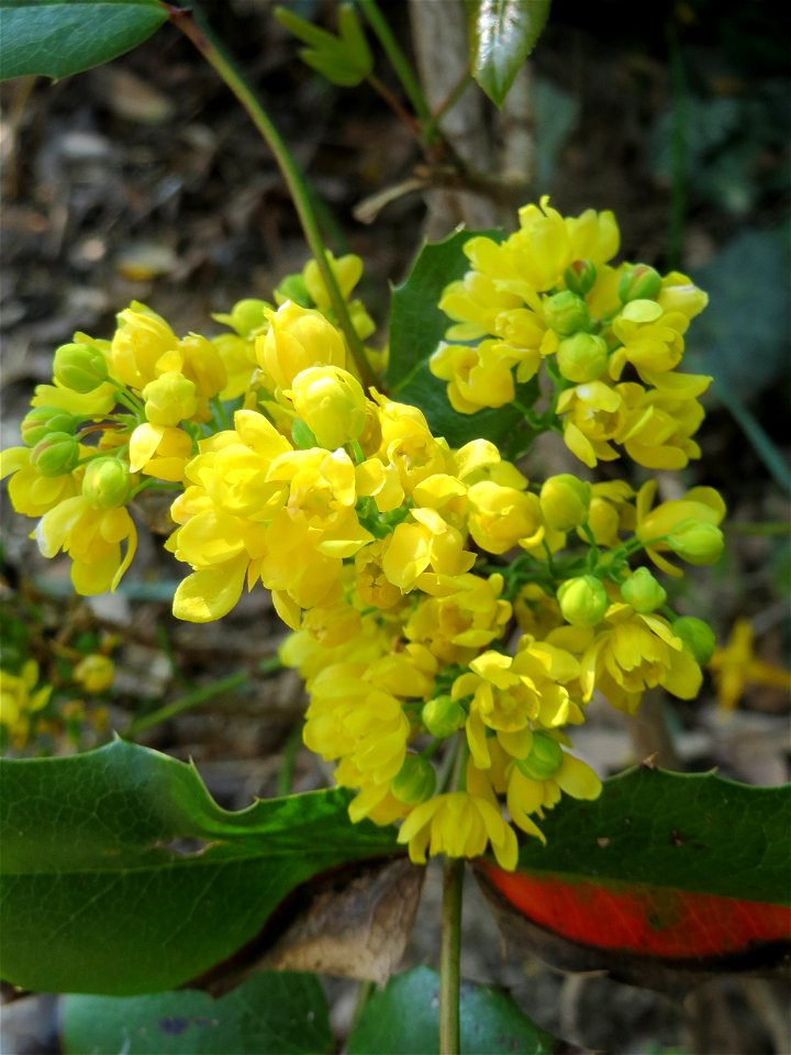 Gewöhnliche Mahonie (Mahonia aquifolium) auf einem Grünstreifen zwischen Eisenbahnstraße und Am Damm in Hockenheim