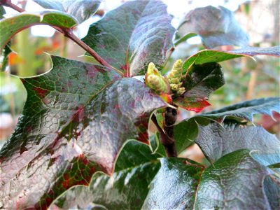 Gewöhnliche Mahonie (Mahonia aquifolium) in Hockenheim - Ursprung: Nordamerika - an diesem Standort womöglich verwildert
