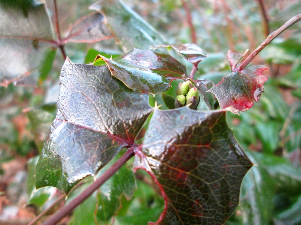 Gewöhnliche Mahonie (Mahonia aquifolium) in Hockenheim - Ursprung: Nordamerika - an diesem Standort womöglich verwildert
