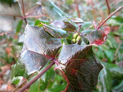 Gewöhnliche Mahonie (Mahonia aquifolium) in Hockenheim - Ursprung: Nordamerika - an diesem Standort womöglich verwildert