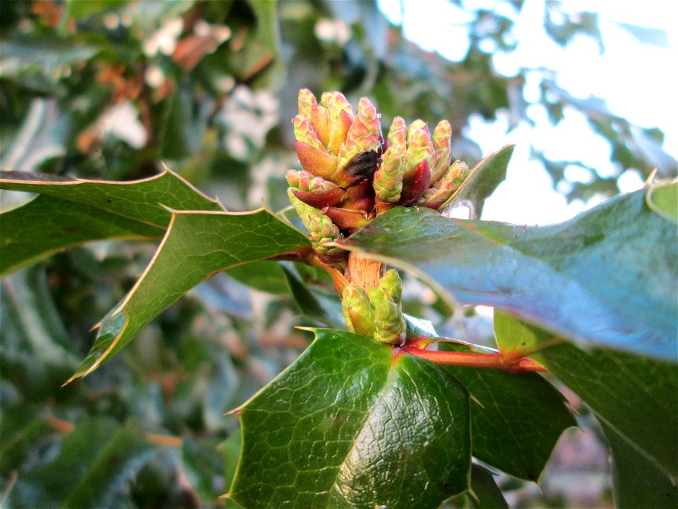 Gewöhnliche Mahonie (Mahonia aquifolium) in Hockenheim - Ursprung: Nordamerika - an diesem Standort womöglich verwildert