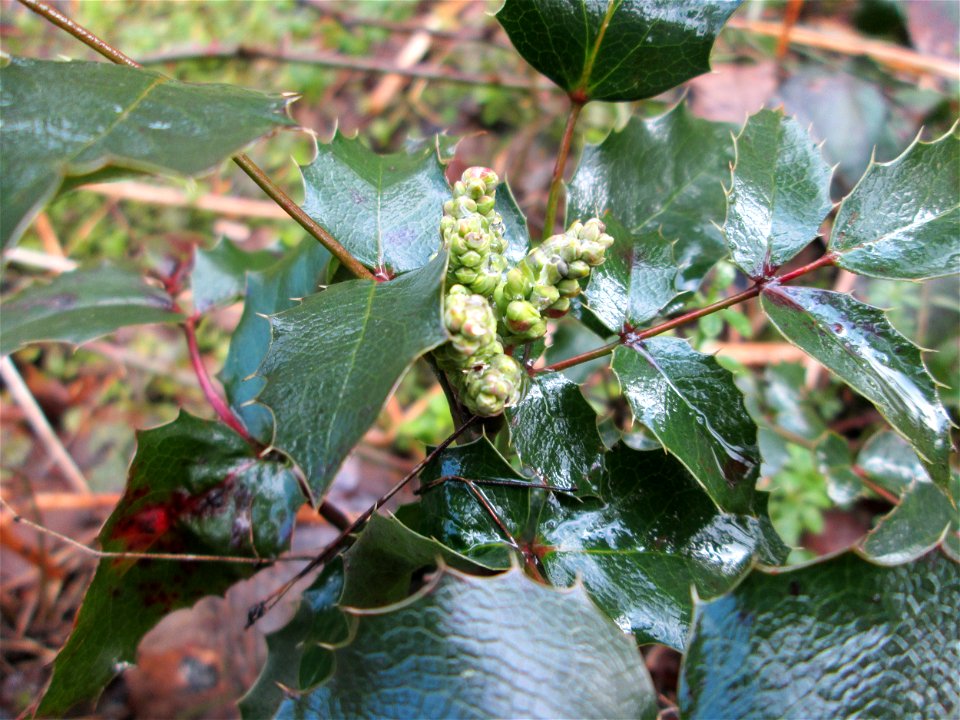 Ausgewilderte Gewöhnliche Mahonie (Mahonia aquifolium) im Landschaftsschutzgebiet „Drahtzugweiher und das Habsterwiesental“ in Alt-Saarbrücken