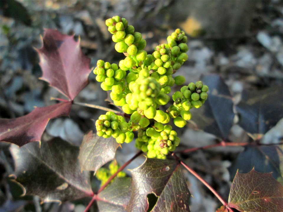 Ausgewilderte Gewöhnliche Mahonie (Mahonia aquifolium) im Landschaftsschutzgebiet „Drahtzugweiher und das Habsterwiesental“ in Alt-Saarbrücken