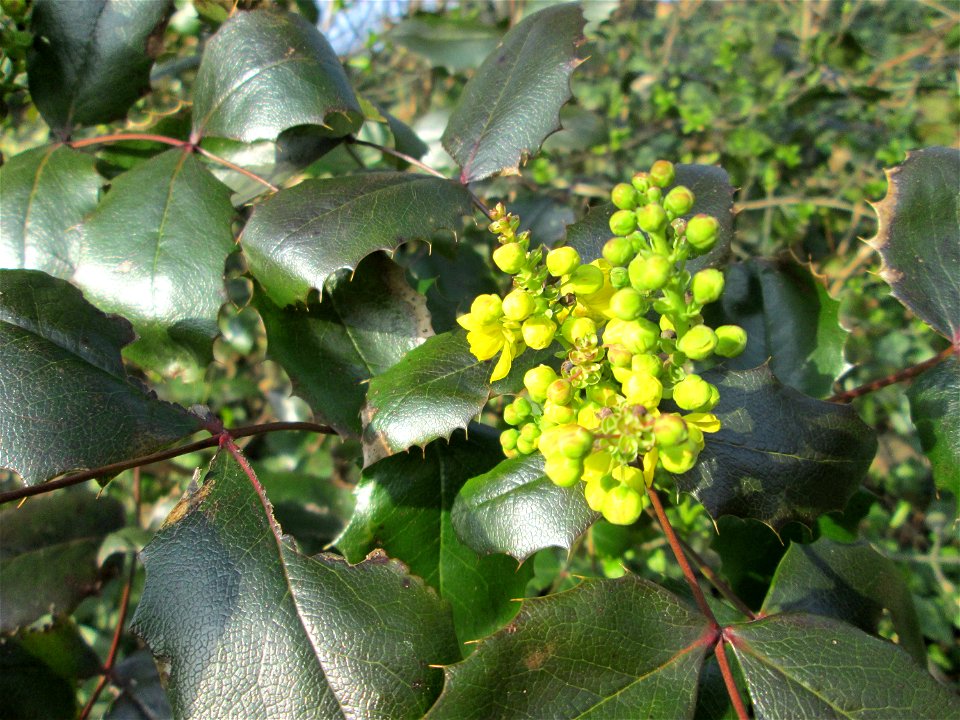 Gewöhnliche Mahonie (Mahonia aquifolium) in Hockenheim