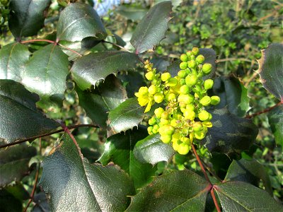 Gewöhnliche Mahonie (Mahonia aquifolium) in Hockenheim