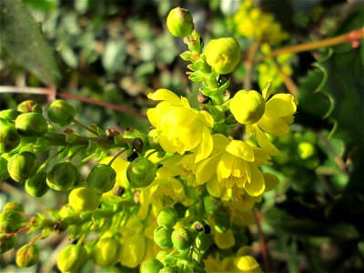 Gewöhnliche Mahonie (Mahonia aquifolium) in Hockenheim