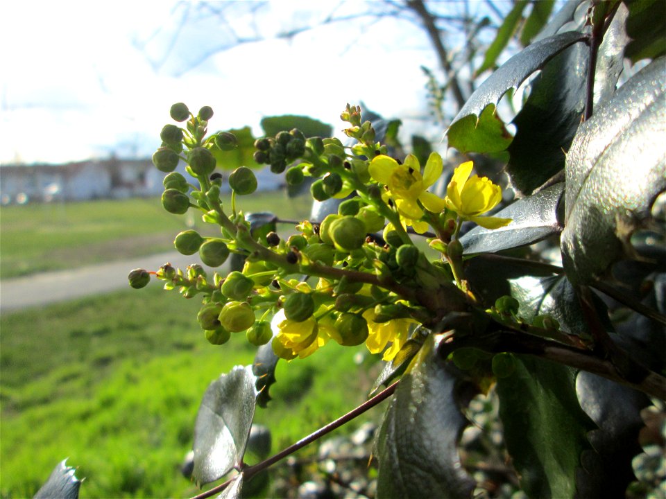 Gewöhnliche Mahonie (Mahonia aquifolium) in Hockenheim