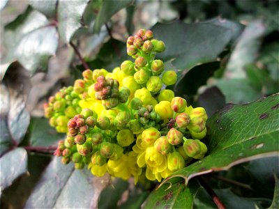 Gewöhnliche Mahonie (Mahonia aquifolium) am Kraichbach in Hockenheim - Ursprung: Nordamerika, in der Stadt stellernweise ausgewildert