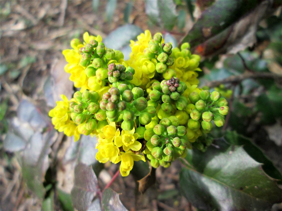 Gewöhnliche Mahonie (Mahonia aquifolium) am Kraichbach in Hockenheim - Ursprung: Nordamerika, in der Stadt stellernweise ausgewildert