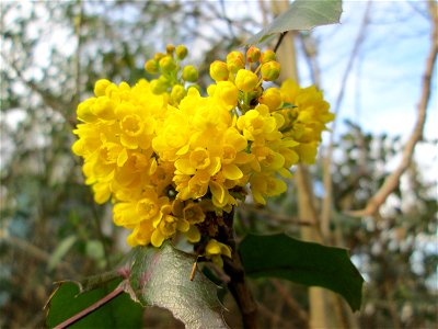Gewöhnliche Mahonie (Mahonia aquifolium) am Kraichbach in Hockenheim - Ursprung: Nordamerika, in der Stadt stellernweise ausgewildert