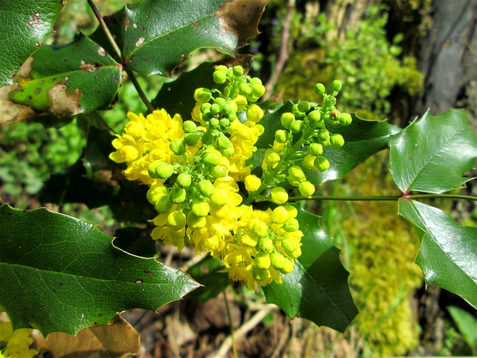 Ausgewilderte Gewöhnliche Mahonie (Mahonia aquifolium) im Landschaftsschutzgebiet „Drahtzugweiher und das Habsterwiesental“ in Alt-Saarbrücken