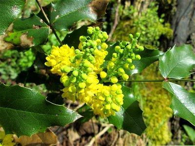 Ausgewilderte Gewöhnliche Mahonie (Mahonia aquifolium) im Landschaftsschutzgebiet „Drahtzugweiher und das Habsterwiesental“ in Alt-Saarbrücken