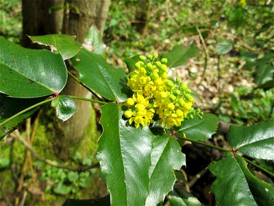 Ausgewilderte Gewöhnliche Mahonie (Mahonia aquifolium) im Landschaftsschutzgebiet „Drahtzugweiher und das Habsterwiesental“ in Alt-Saarbrücken