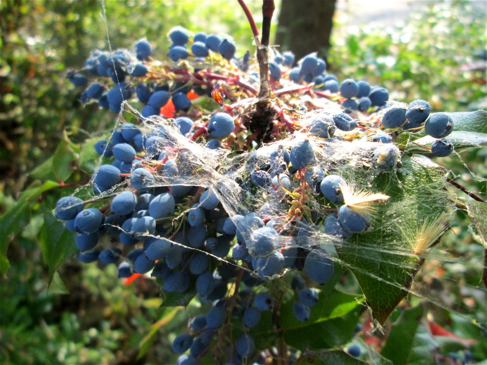 Gewöhnliche Mahonie (Mahonia aquifolium) in Hockenheim - hier wohl angepflanzt