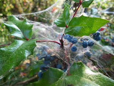 Gewöhnliche Mahonie (Mahonia aquifolium) in Hockenheim - hier wohl angepflanzt