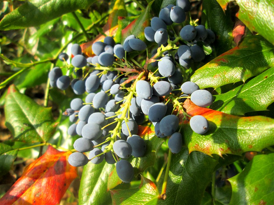 Gewöhnliche Mahonie (Mahonia aquifolium) in Hockenheim - hier wohl angepflanzt