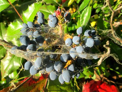 Gewöhnliche Mahonie (Mahonia aquifolium) in Hockenheim - hier wohl angepflanzt