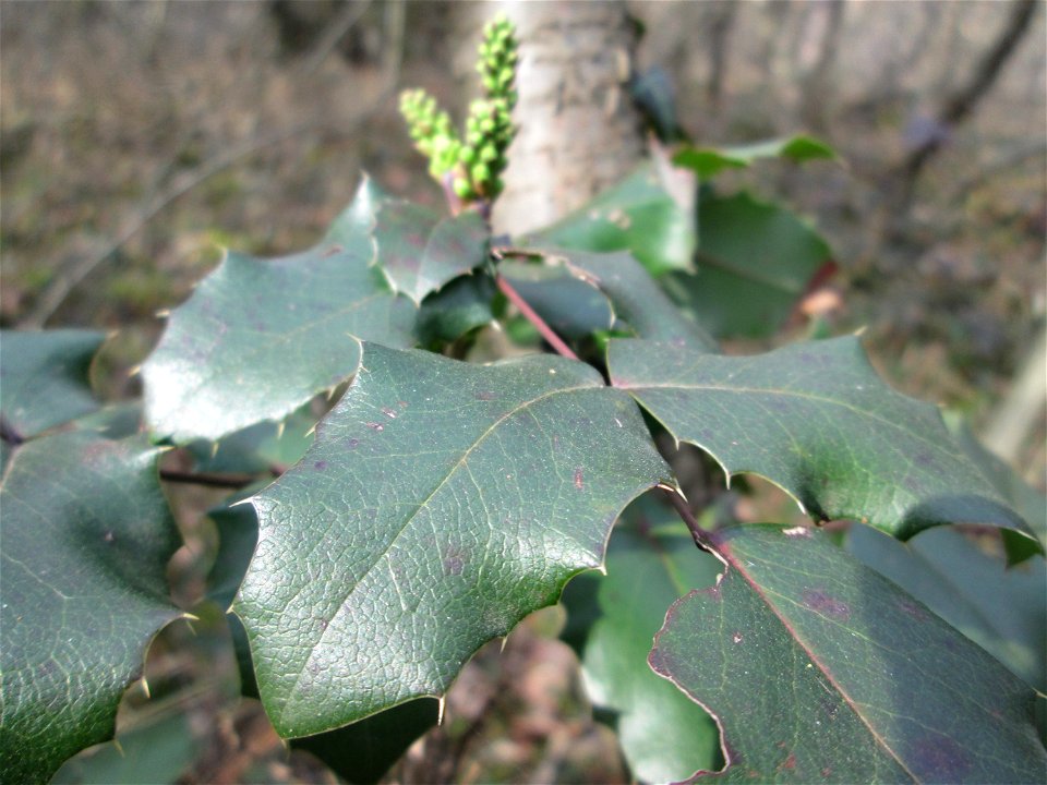 Gewöhnliche Mahonie (Mahonia aquifolium) invasiv am Feldherrenhügel im Naturschutzgebiet „Oftersheimer Dünen“ - Ursprung: Nordamerika
