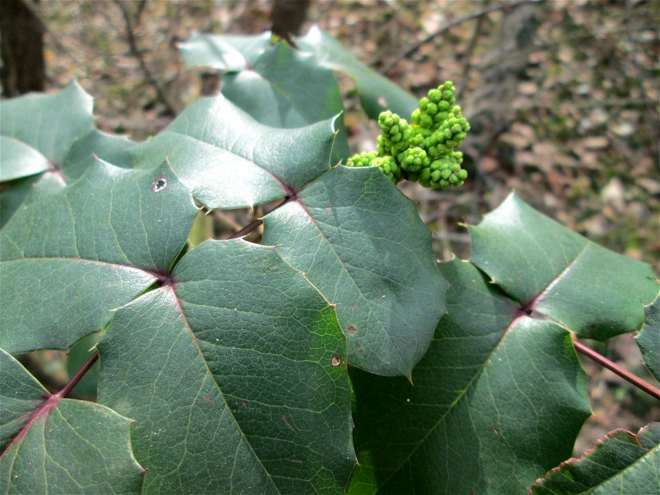 Gewöhnliche Mahonie (Mahonia aquifolium) invasiv am Feldherrenhügel im Naturschutzgebiet „Oftersheimer Dünen“ - Ursprung: Nordamerika