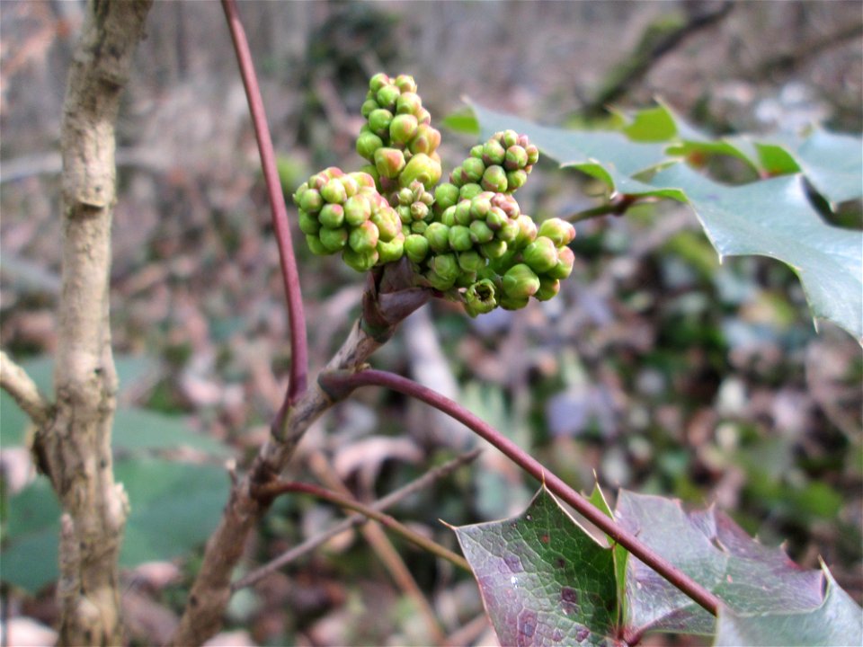 Gewöhnliche Mahonie (Mahonia aquifolium) invasiv am Feldherrenhügel im Naturschutzgebiet „Oftersheimer Dünen“ - Ursprung: Nordamerika