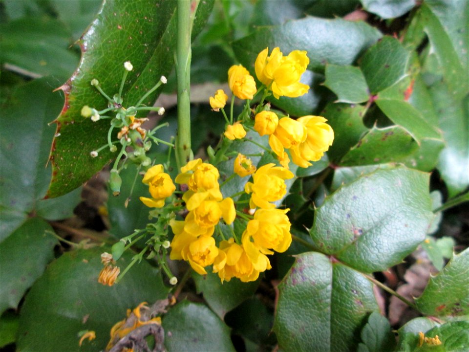 Ausgewilderte Gewöhnliche Mahonie (Mahonia aquifolium) im Landschaftsschutzgebiet „Winterberg“ in Sankt Arnual