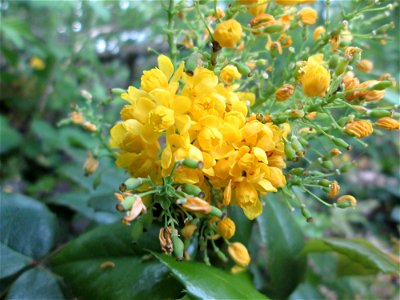 Ausgewilderte Gewöhnliche Mahonie (Mahonia aquifolium) im Landschaftsschutzgebiet „Winterberg“ in Sankt Arnual