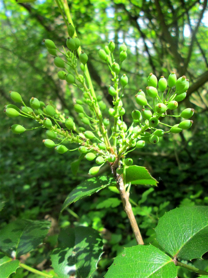 Gewöhnliche Mahonie (Mahonia aquifolium) invasiv am Feldherrenhügel im Naturschutzgebiet „Oftersheimer Dünen“ - Ursprung: Nordamerika