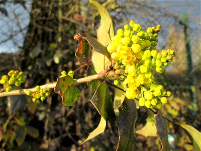 Gewöhnliche Mahonie (Mahonia aquifolium) - ausgewildert in einem Industriegebiet Brebach