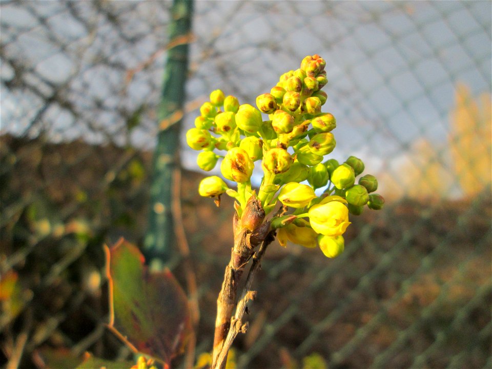 Gewöhnliche Mahonie (Mahonia aquifolium) - ausgewildert in einem Industriegebiet Brebach