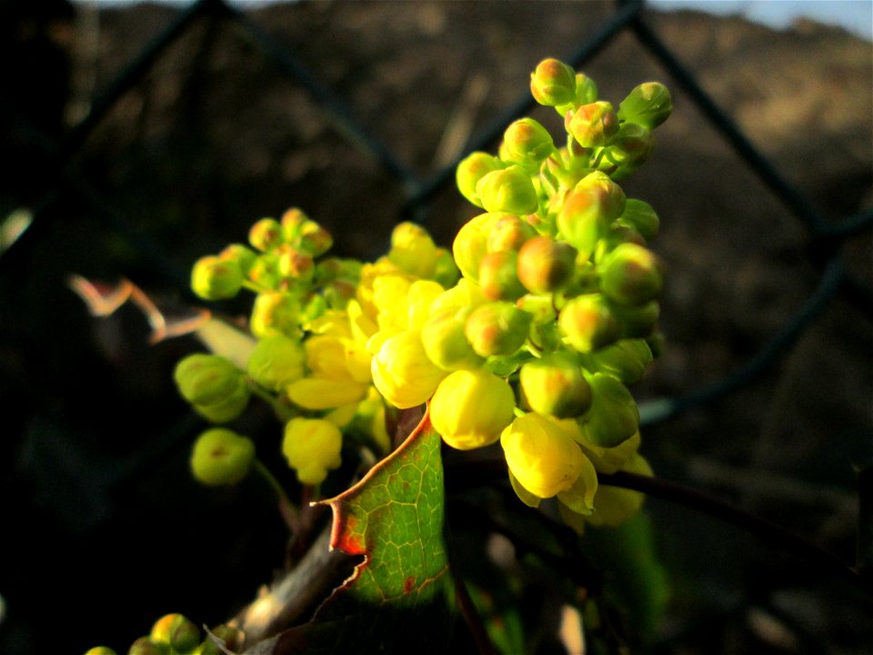 Gewöhnliche Mahonie (Mahonia aquifolium) - ausgewildert in einem Industriegebiet Brebach