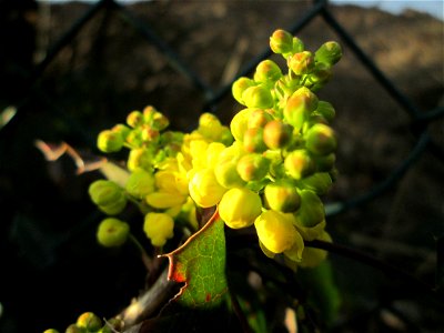 Gewöhnliche Mahonie (Mahonia aquifolium) - ausgewildert in einem Industriegebiet Brebach