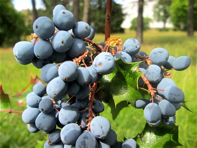Gewöhnliche Mahonie (Mahonia aquifolium) in Brebach